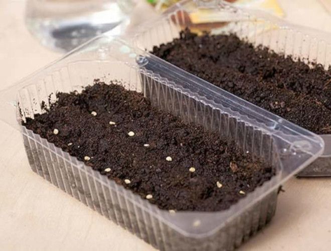 как посадить клубнику семенами в домашних условиях