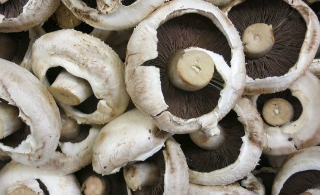 К чему снятся грибы во сне собирать грибы подосиновики thumbnail