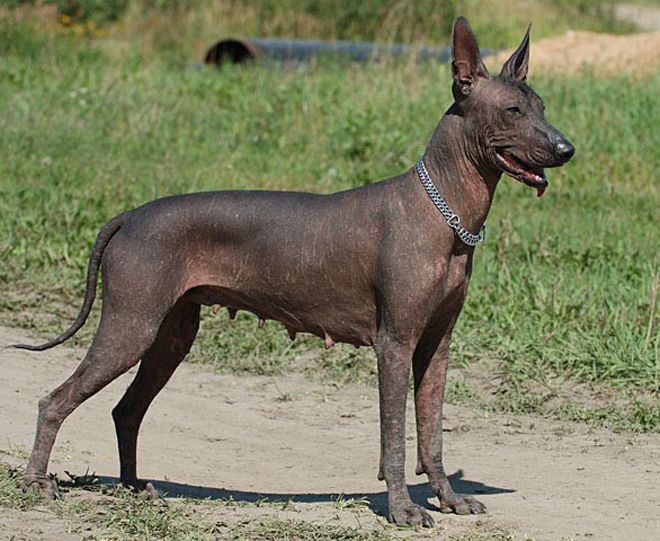 африканская лысая собака