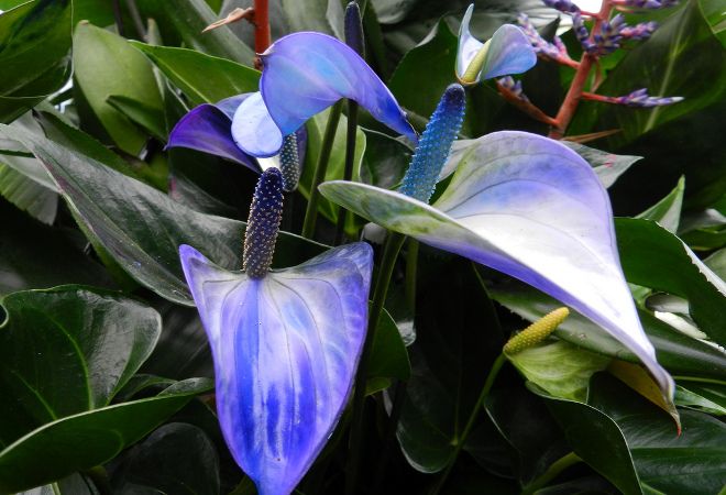 каких цветов бывает антуриум синий