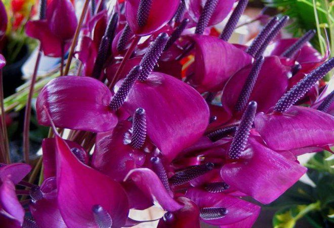 каких цветов бывает антуриум фиолетовый