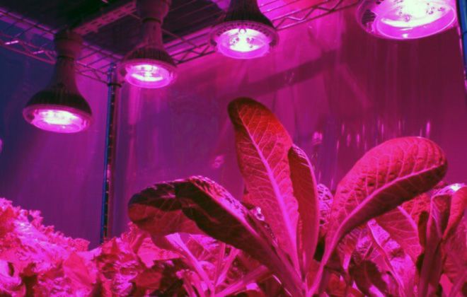 ультрафиолетовая лампа для растений