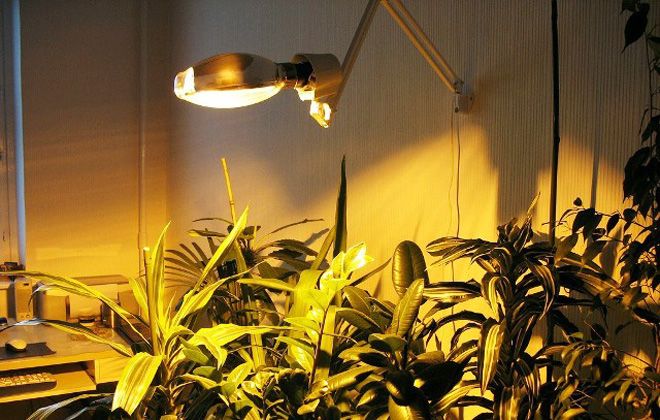 лампы накаливания для растений