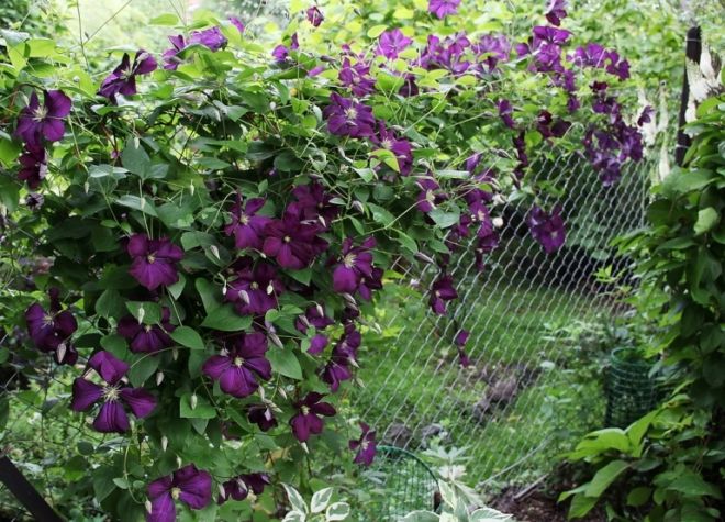 вьющиеся растения на заборе