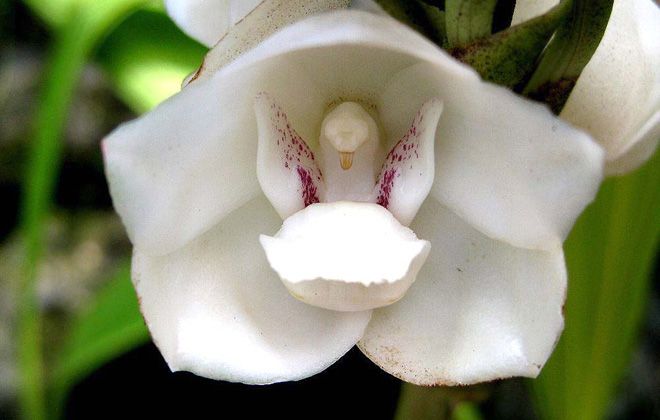 цветок орхидея голубь