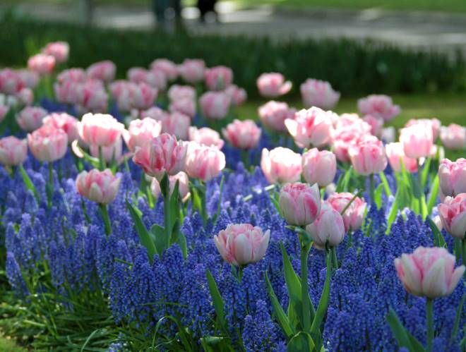 сочетание махровых тюльпанов с голубыми первоцветами