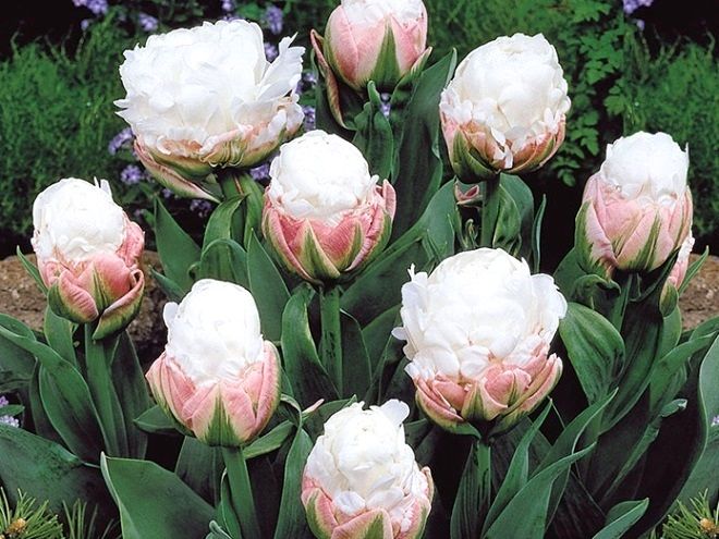 двухцветные многослойные тюльпаны