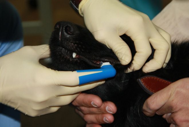 Лечение зубного камня у собак в домашних условиях thumbnail