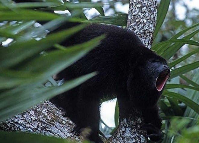 Черная обезьян-ревун - вымирающий вид, который можно встретить в заповеднике