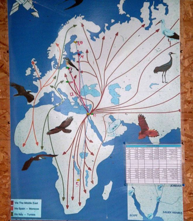 Карта птичьих миграций