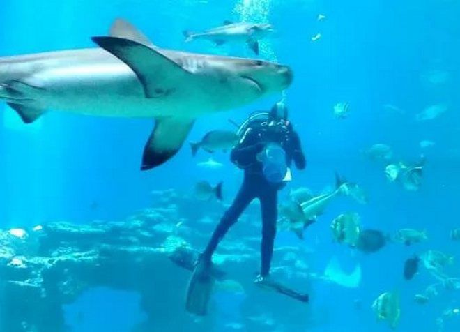 Погружение в бассейн с акулами - одно из развлечений в океанариуме