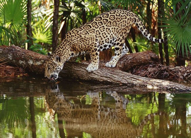 Заповедник Кокскомб славится как место обитания ягуаров