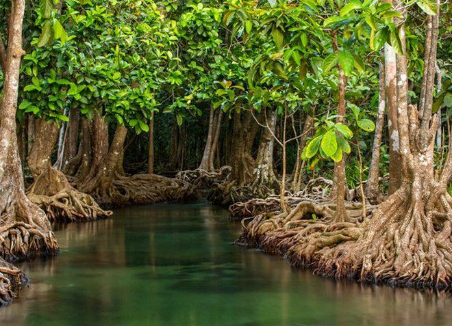 В заповеднике произрастают уникальные мангровые леса