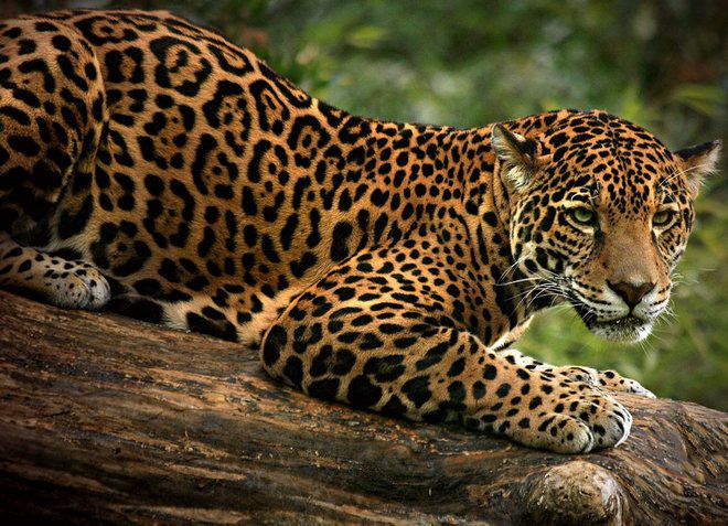 Ягуар - редкий представитель фауны, обитающий в заповеднике