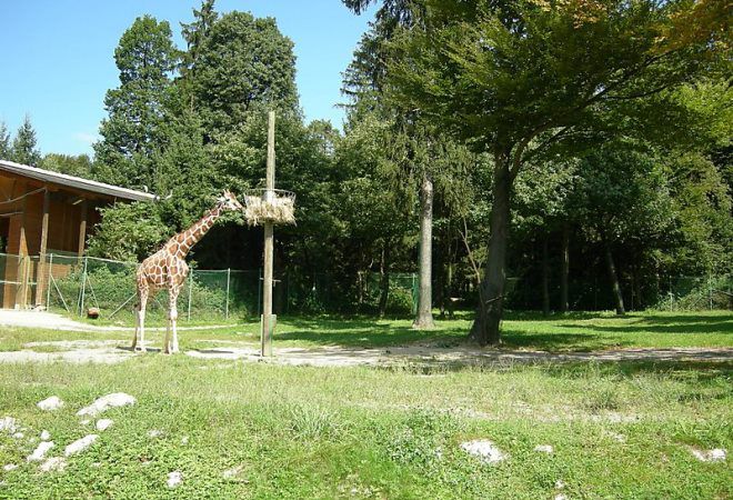 Жираф в Люблянском зоопарке