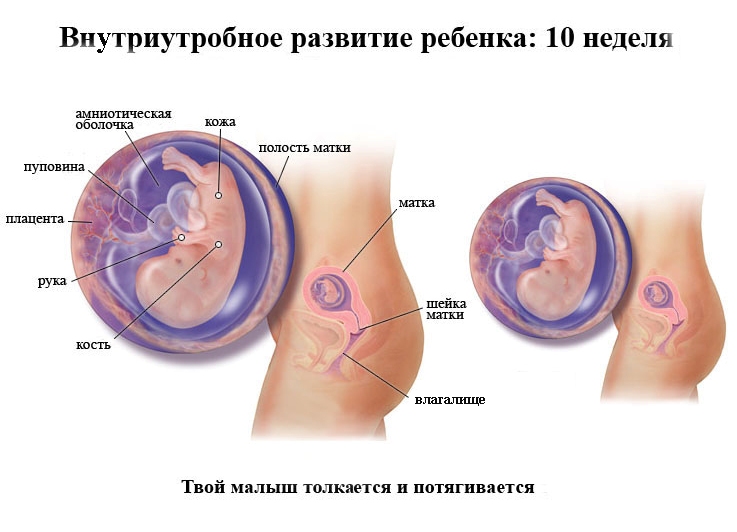 10 Недель Беременности Акушерская Фото Плода