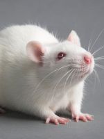 К чему снится белая крыса?