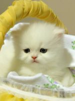 К чему снится белый котенок?
