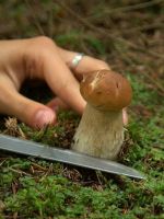 К чему снится собирать грибы?