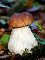 К чему снятся белые грибы?