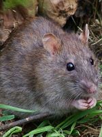 К чему снятся дохлые крысы?