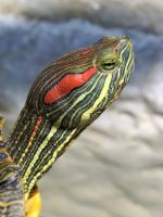 Как кормить красноухую черепаху?