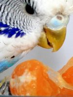Как кормить волнистого попугая?