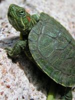 Как определить возраст красноухой черепахи?