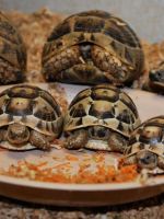 Как определить возраст сухопутной черепахи?