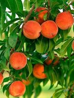 Как правильно посадить персик осенью?