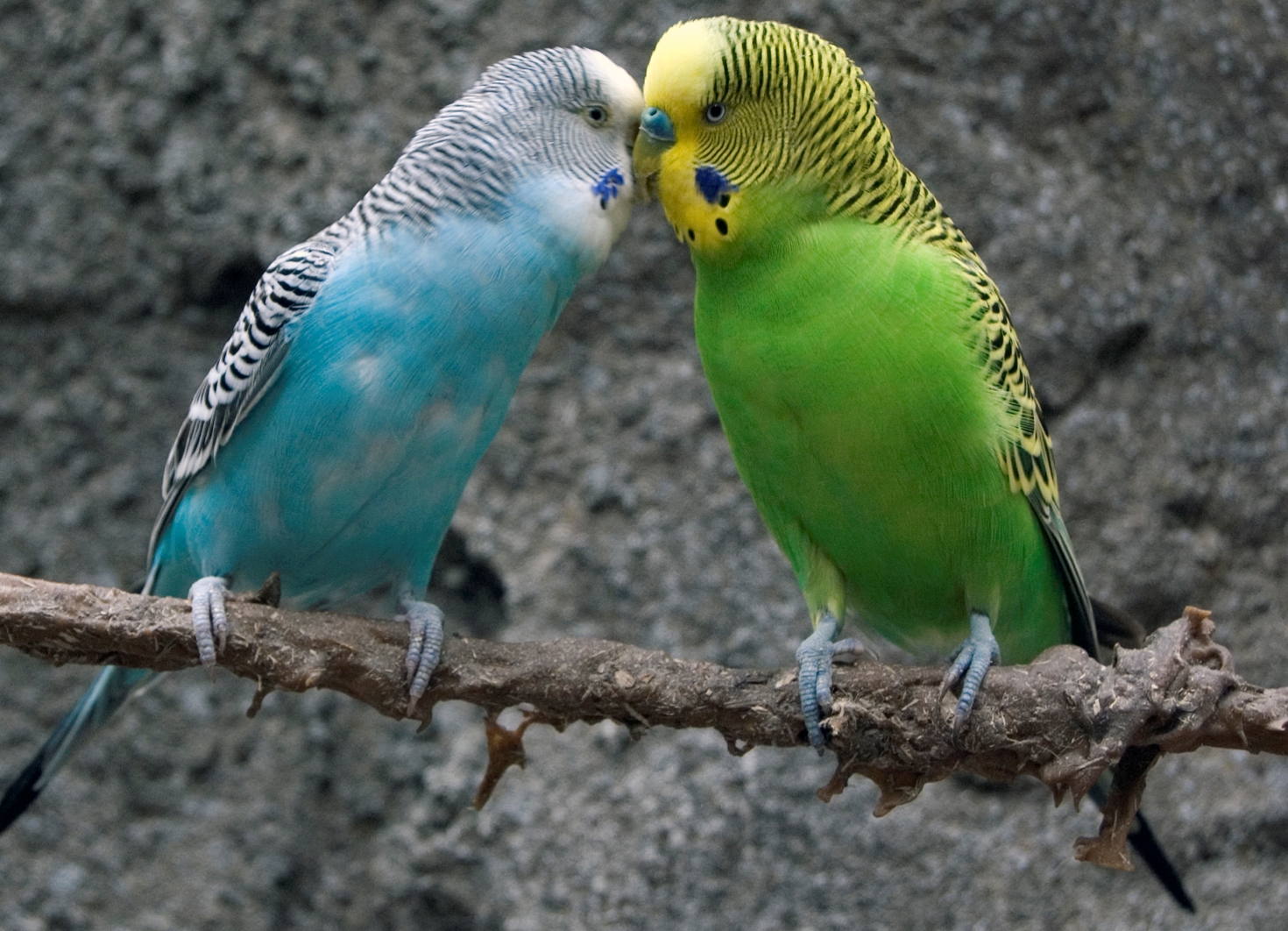 Сколько живут попугаи мальчики. Попугаи волнистые попугайчики. Пинто волнистый попугай. Волнистый попугай Арлекин. Фото волнистых попугайчиков.