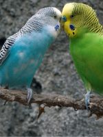 Как разводить волнистых попугаев?