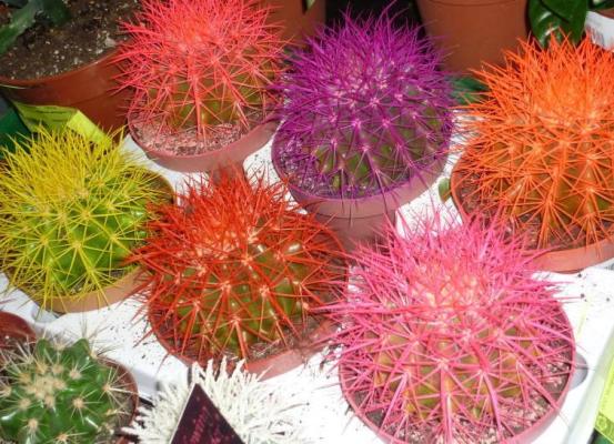 Все, что нужно знать про цветные кактусы