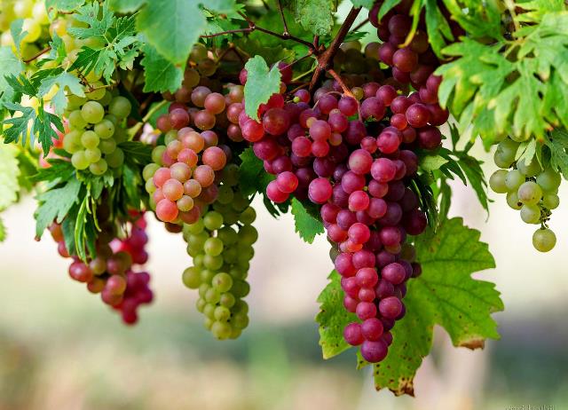 На какой год после посадки плодоносит виноград когда начинает давать первый урожай