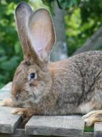 Кокцидиоз у кроликов - лечение