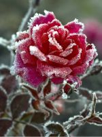 Как укрывать розы на зиму?