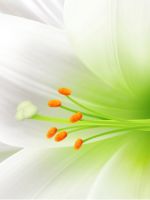 Белая лилия – цветок-лекарь