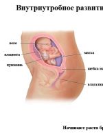 Беременность 20 недель -  развитие плода