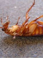 Борная кислота от тараканов