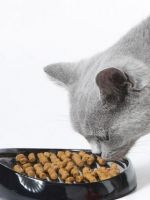 Чем кормить британскую кошку?