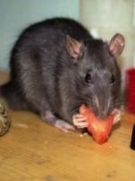 Чем кормить крысу?