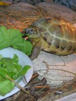 Чем кормить сухопутную черепаху зимой?