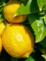 Чем полезен лимон?