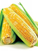 Чем полезна вареная кукуруза?