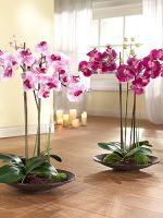 Цветение орхидей в домашних условиях