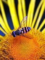 Цветочная муха