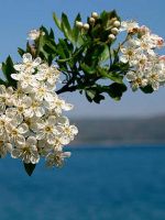Цветы боярышника – лечебные свойства
