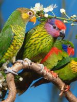 Домашние попугаи - виды 