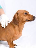 Парвовирусный энтерит у собак