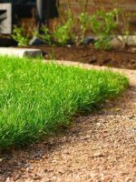 Газонная трава  - когда сажать?